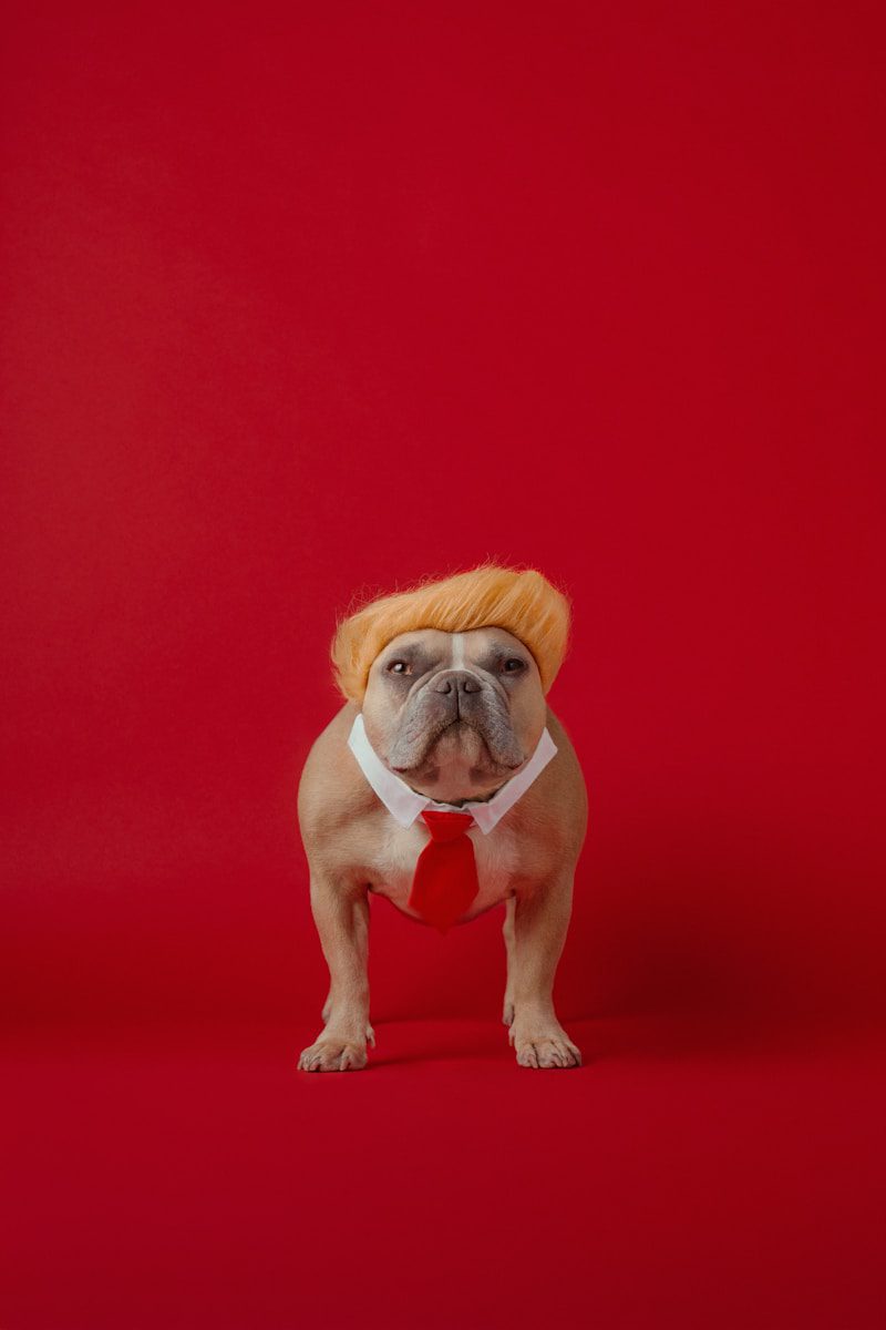 A small dog wearing a red tie and a yellow hat